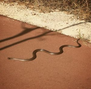 Australian snakes 