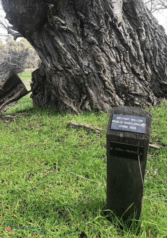 Names Of Trees At Golden Valley Tree Park Balingup