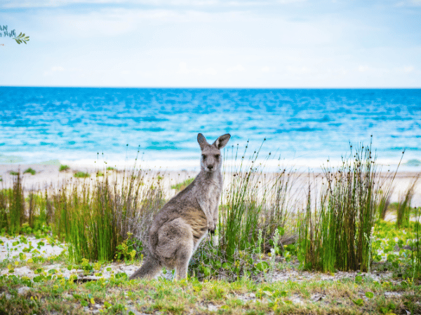 100 Things You Must Know Before Moving To Australia Proudly South African in perth
