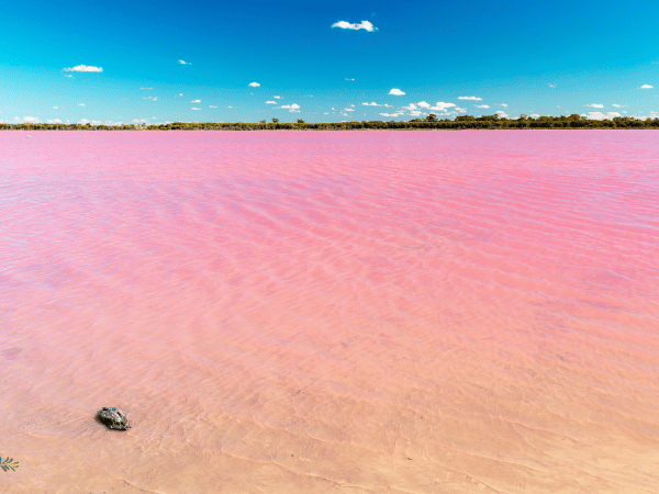 amazing pink lakes in australia