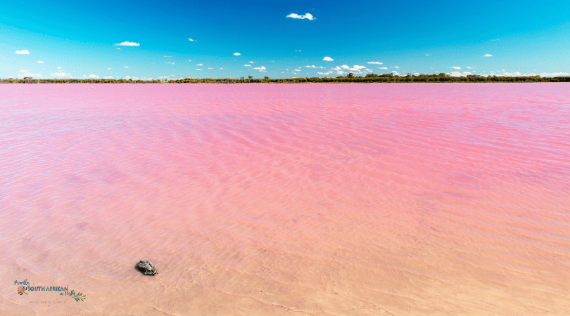 amazing pink lakes in australia